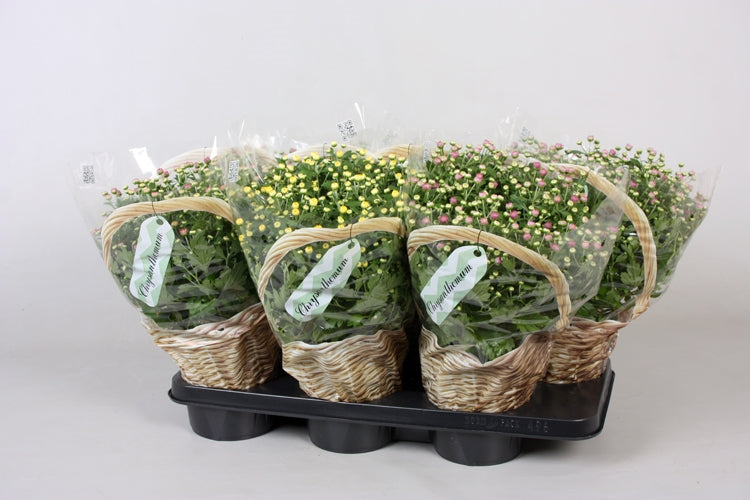 Chrysanthemum Soul Sister mix 30cm 14cm Pot