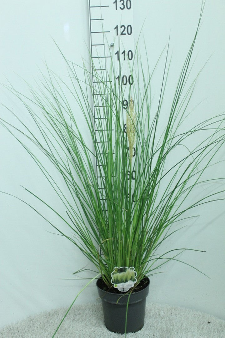 Cortaderia 110cm 23cm Pot
