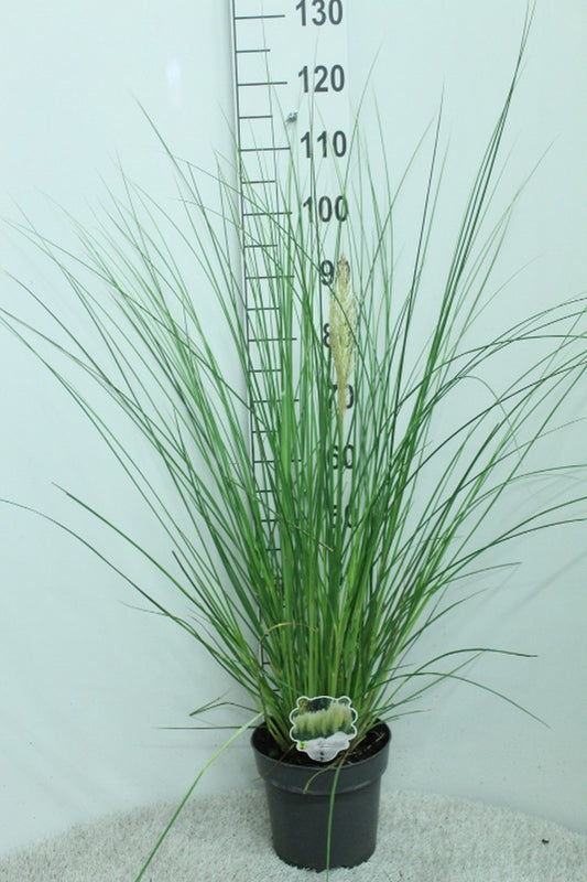 Cortaderia 110cm 23cm Pot