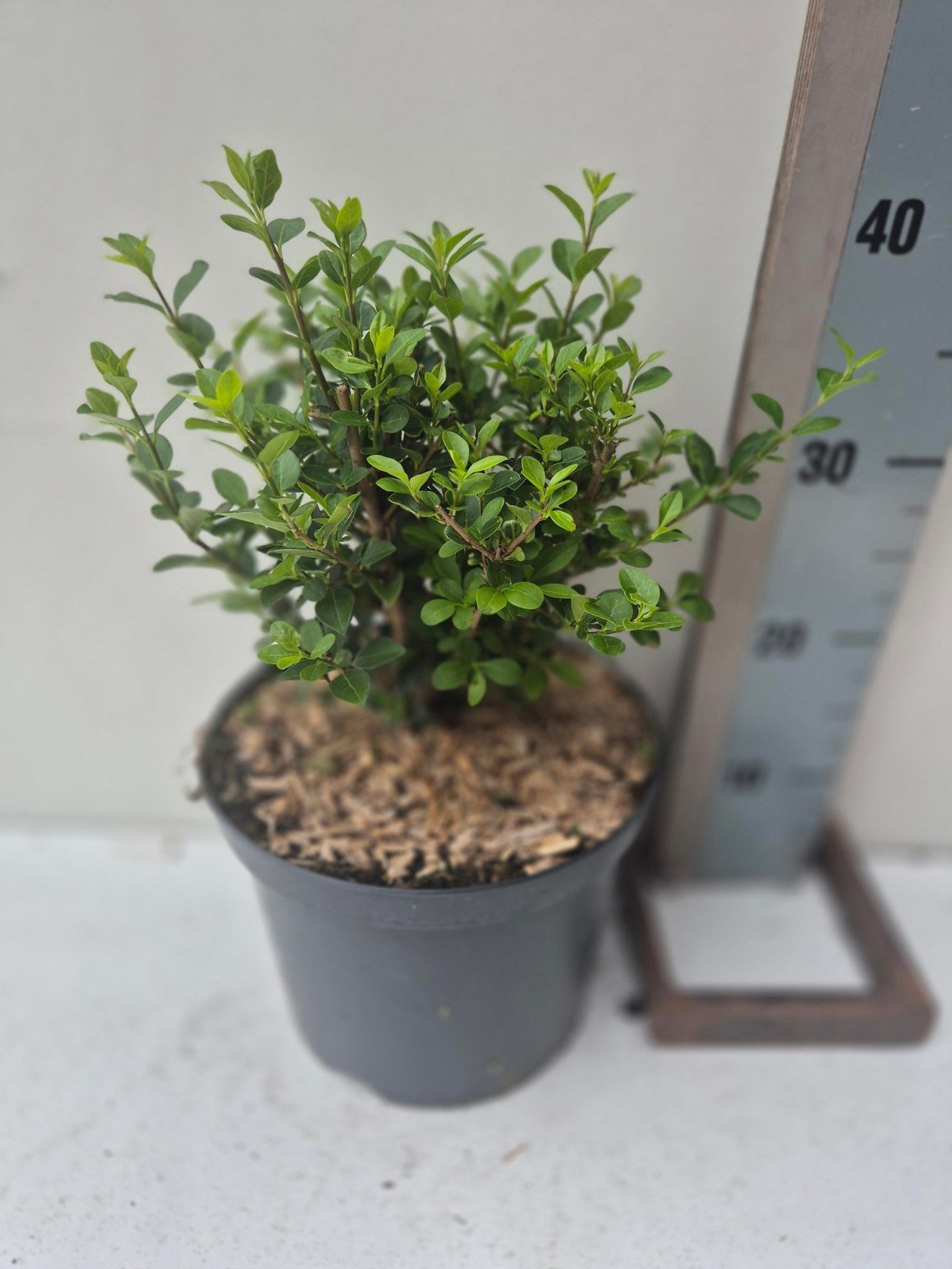 Roessel Tuinpl. VOF, B. v. Ligustrum ovalifolium Pack of 1