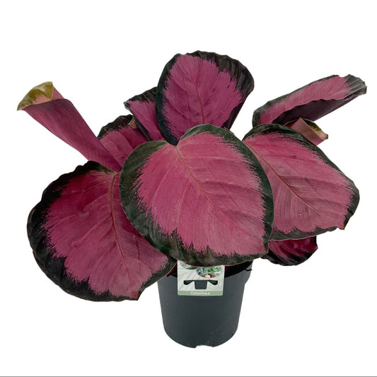 Calathea Mysty Red 40cm 14cm Pot