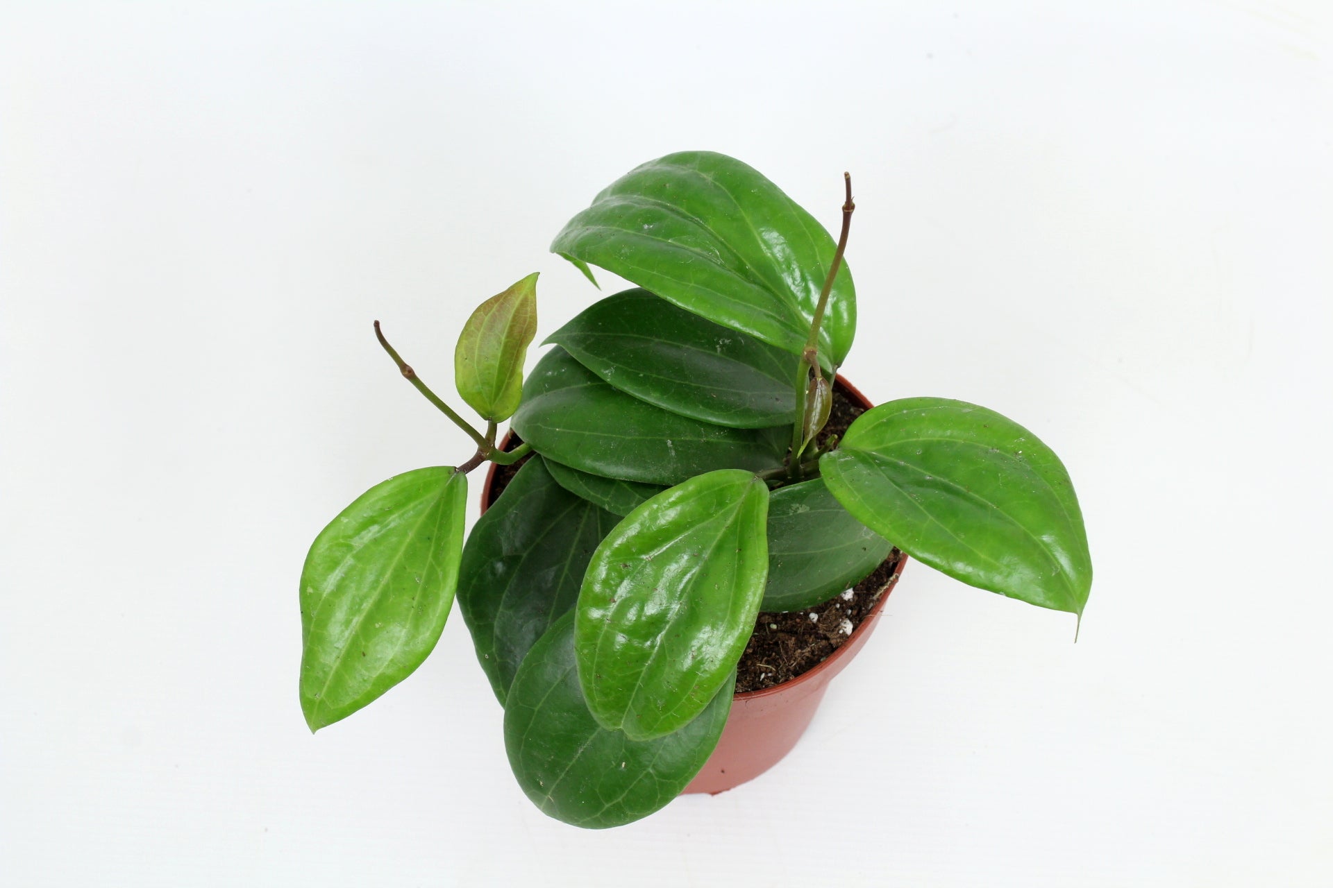 Hoya quinquenervia 15cm 12cm Pot