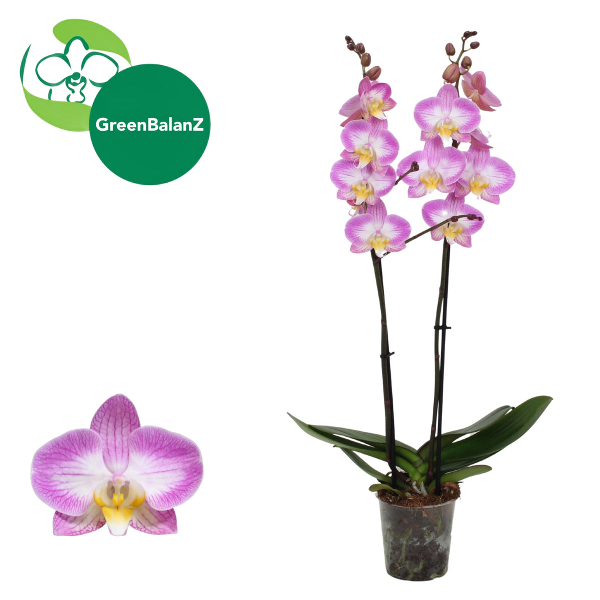 Phalaenopsis Sunca Split 65cm 12cm Pot