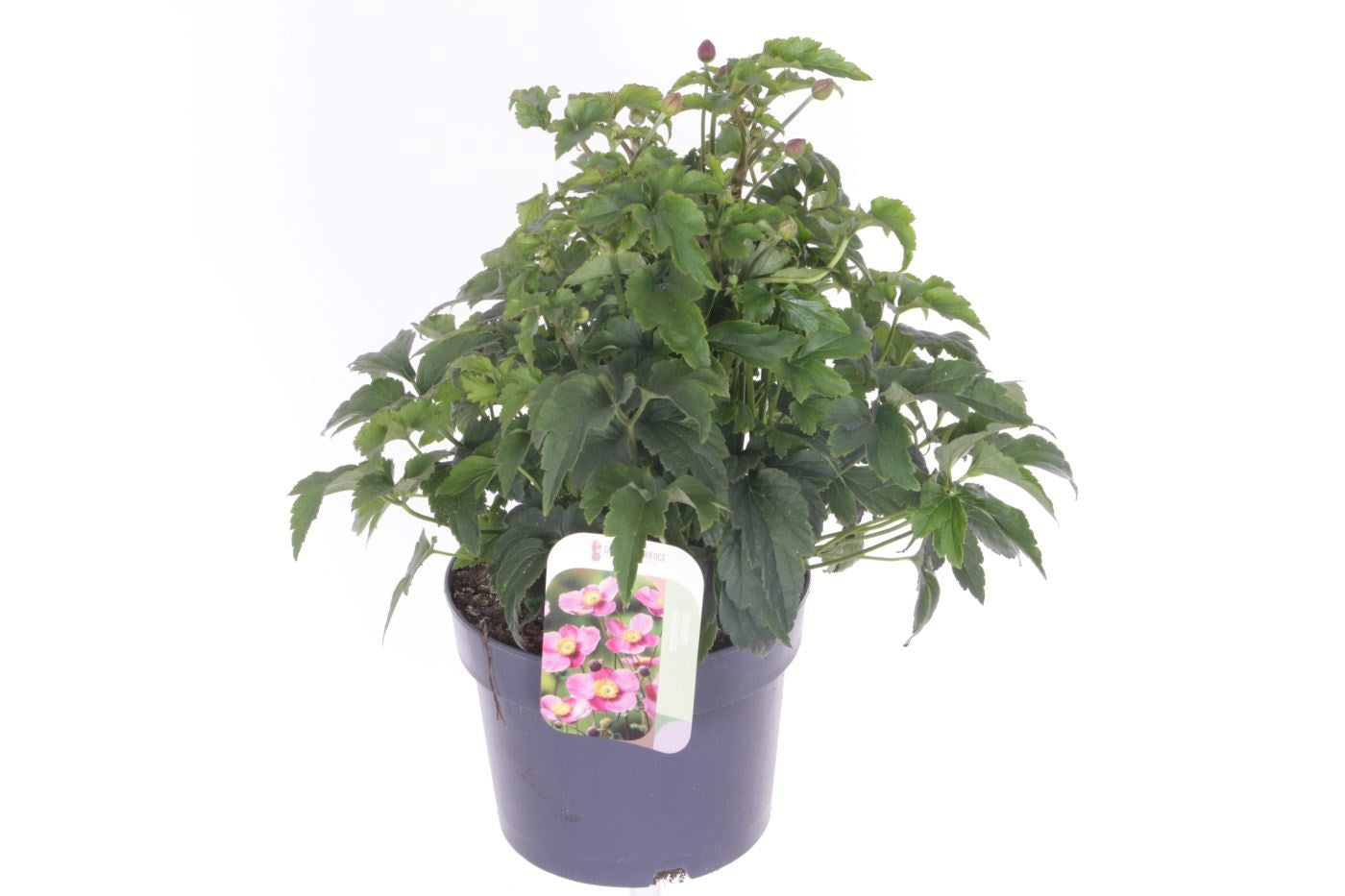 Anemone hupehensis 40cm 17cm Pot