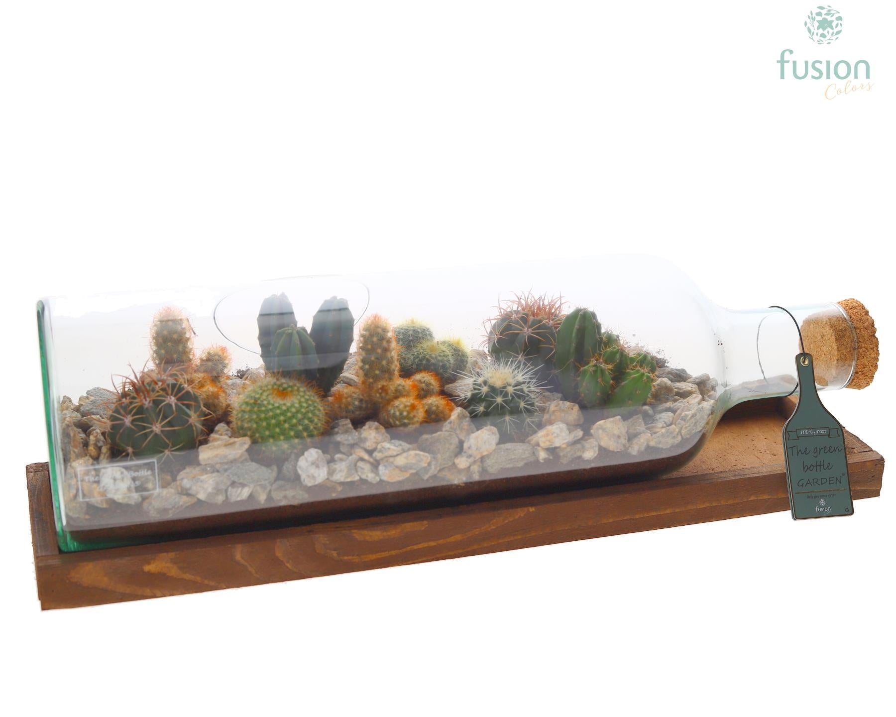 Green Bottle Fles Large liggend met Cactussen 20cm 58cm Pot
