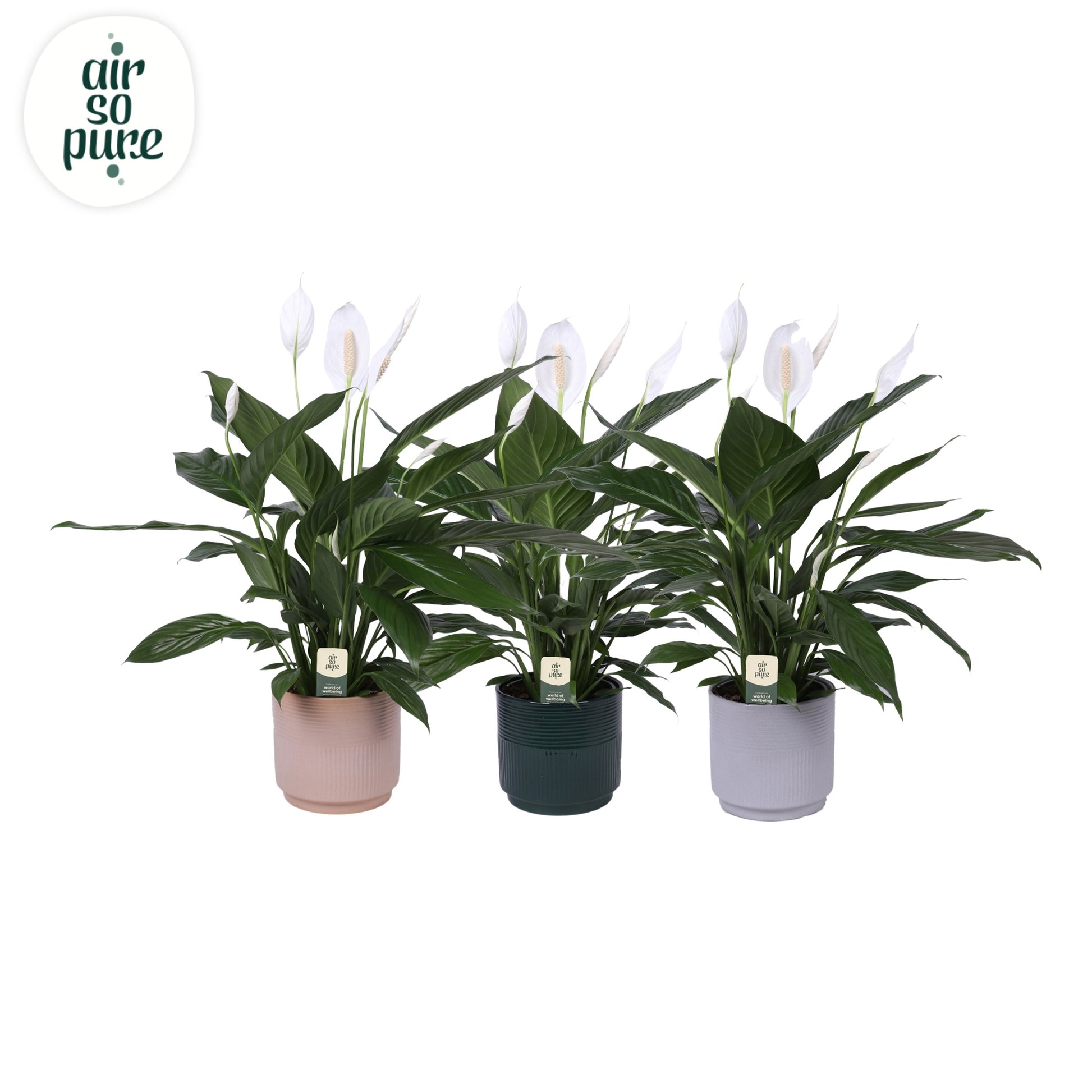 Spathiphyllum Bingo Cupido 70cm 17cm Pot