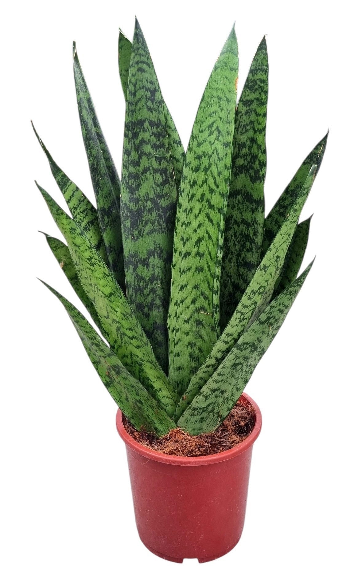 Sansevieria Zeylanica 55cm 17cm Pot