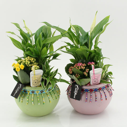 Indoor flowering arrangement 35cm 19cm Pot