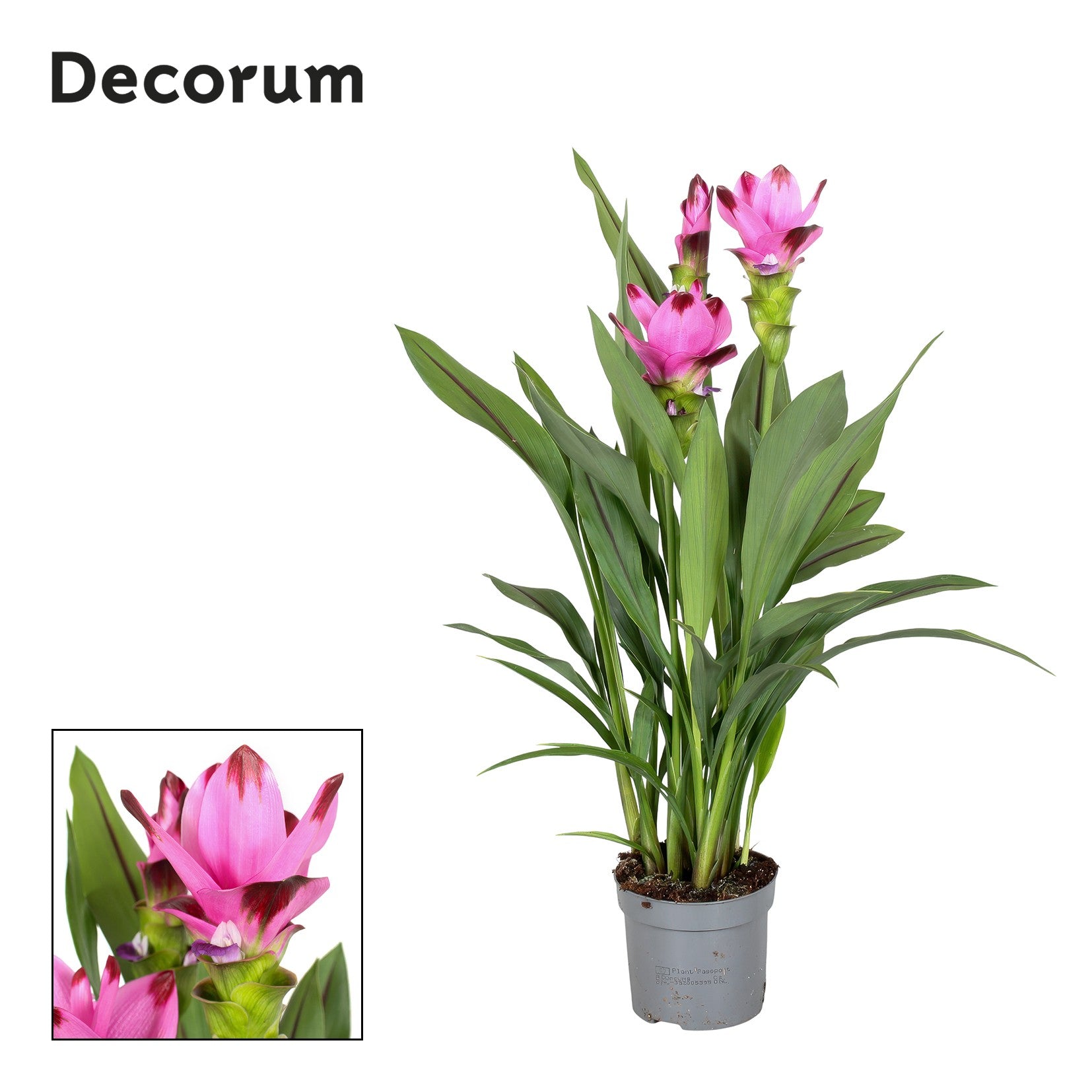 Curcuma Siam Splash 60cm 13cm Pot