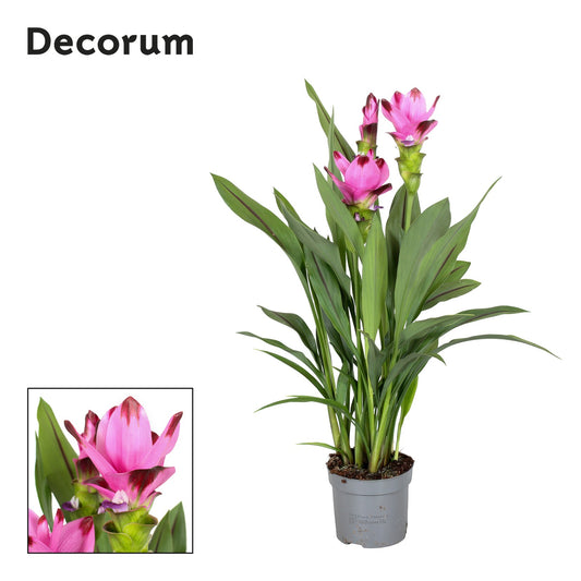 Curcuma Siam Splash 60cm 13cm Pot