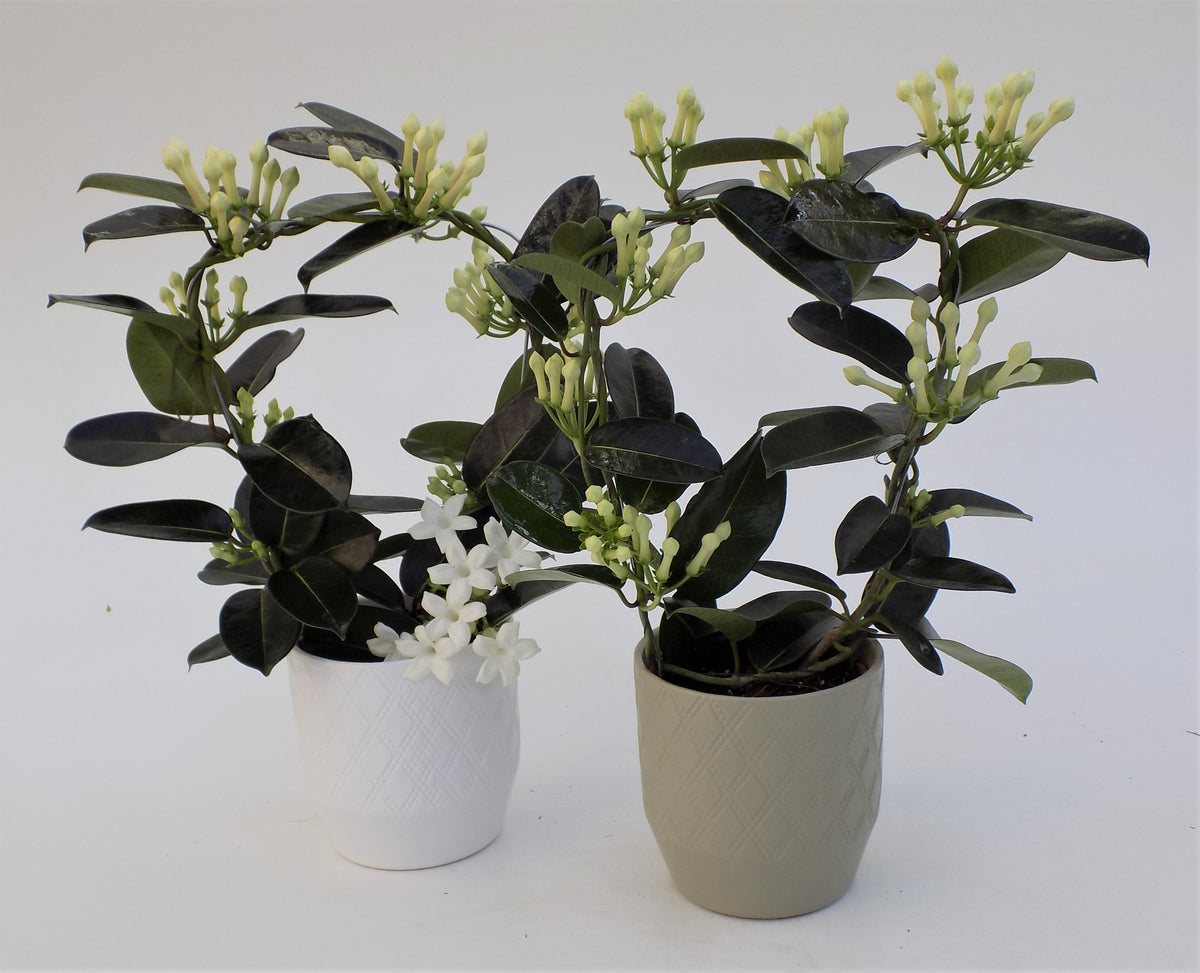 Stephanotis floribunda 45cm 12cm Pot