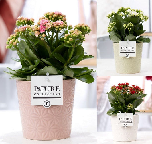 Kalanchoe Rosalina mix 27cm 12cm Pot