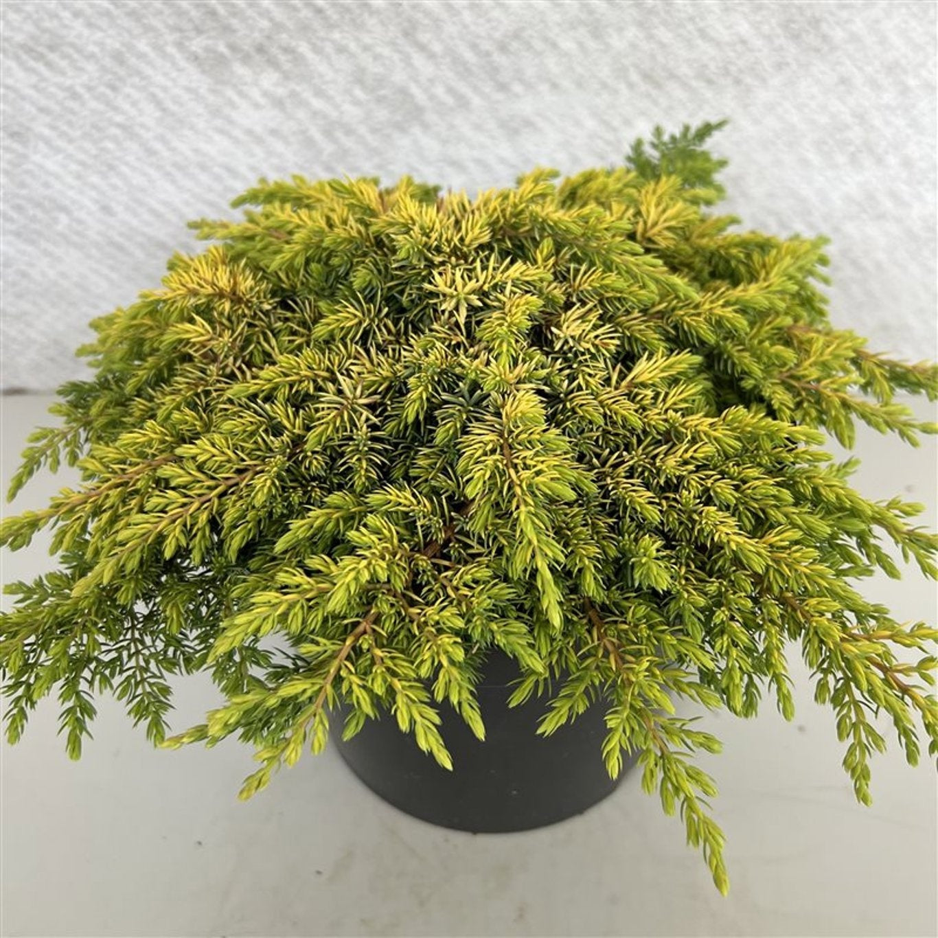 Juniperus communis 40cm 29cm Pot