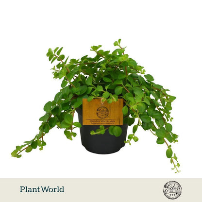 Plantworld Smit Kwekerij Peperomia rotundifolia Pack of 10