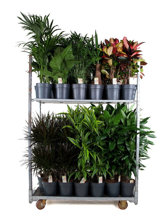 Foliage houseplants mix 100cm 21cm Pot