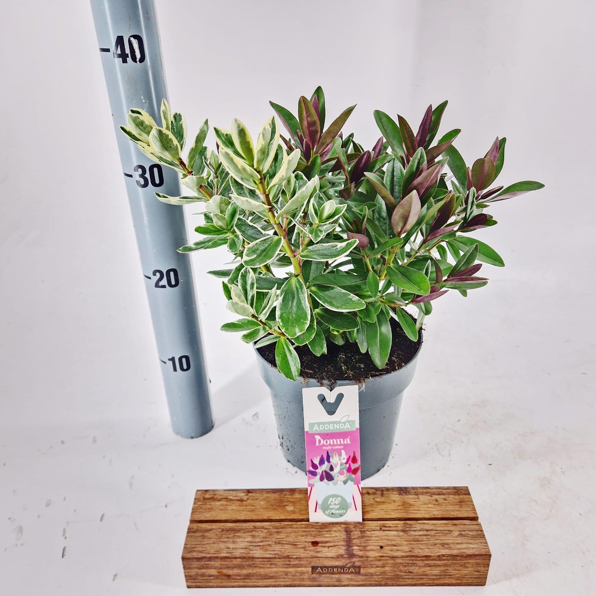 Hebe Celebration 35cm 17cm Pot