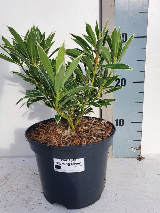 Pieris japonica Flaming Silver 40cm 17cm Pot