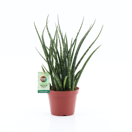 Mondo Verde (Bakker) Sansevieria Fernwood Pack of 8