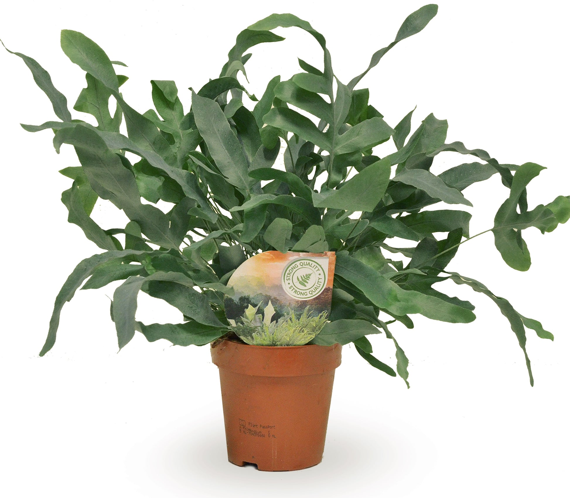 Raadschelders Varens Phlebodium Blue Star Pack of 10