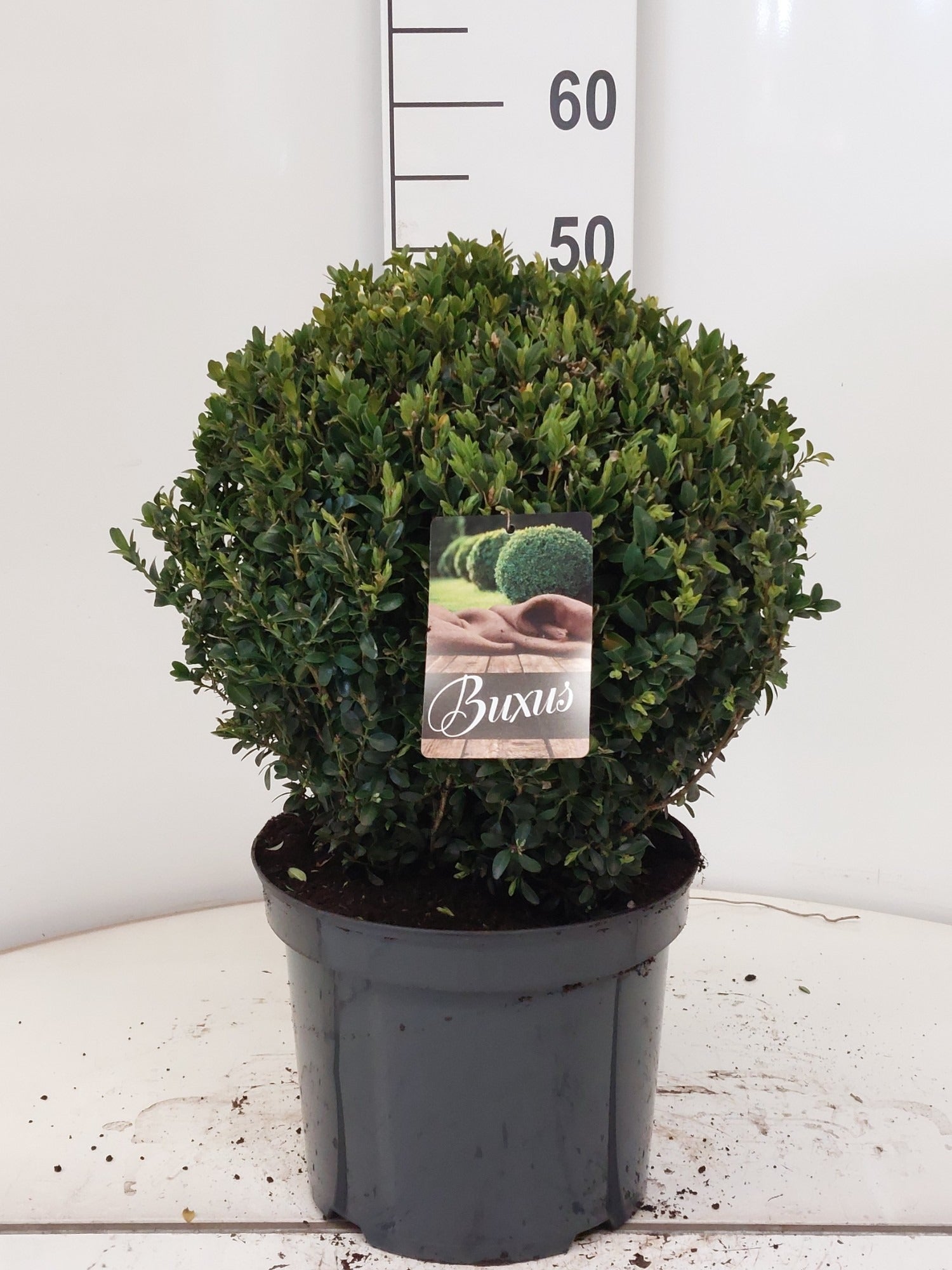Buxus sempervirens ball 60cm 29cm Pot
