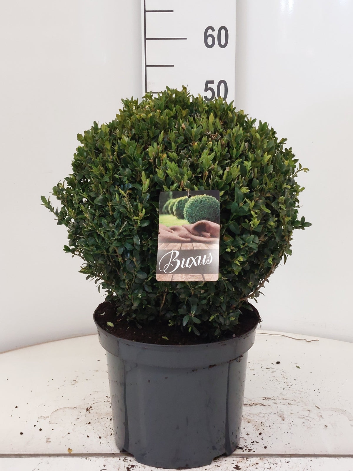 Buxus sempervirens ball 60cm 29cm Pot