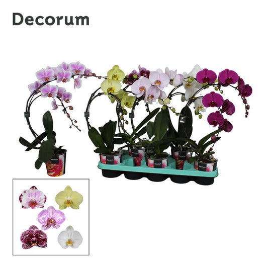 Phalaenopsis Boomerang mix 50cm 12cm Pot