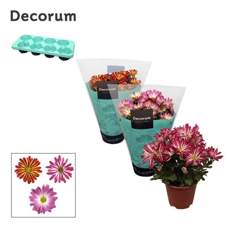 chrysanthemum-margarita-mix-bicolor-25cm-13cm-pot