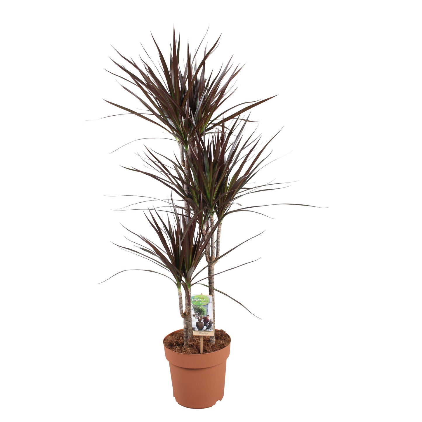 Dracaena Magenta 120cm 21cm Pot