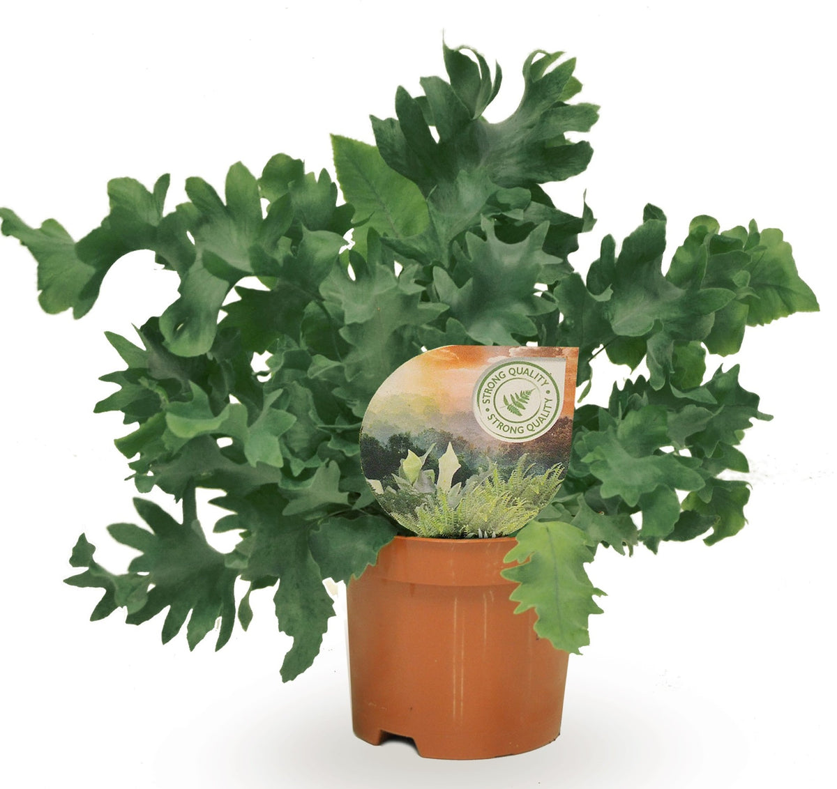 Phlebodium Davana 20cm 9cm Pot