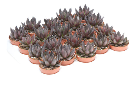 Echeveria affinis 8cm 5.5cm Pot