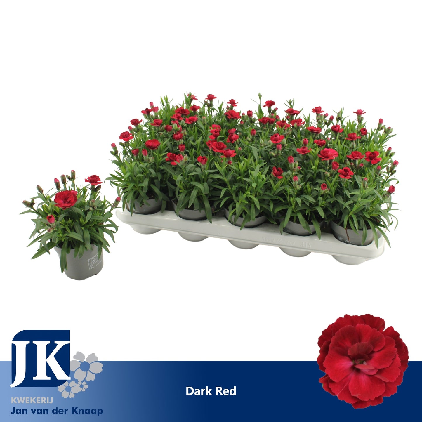 Dianthus Oscar Cherry 15cm 10.5cm Pot