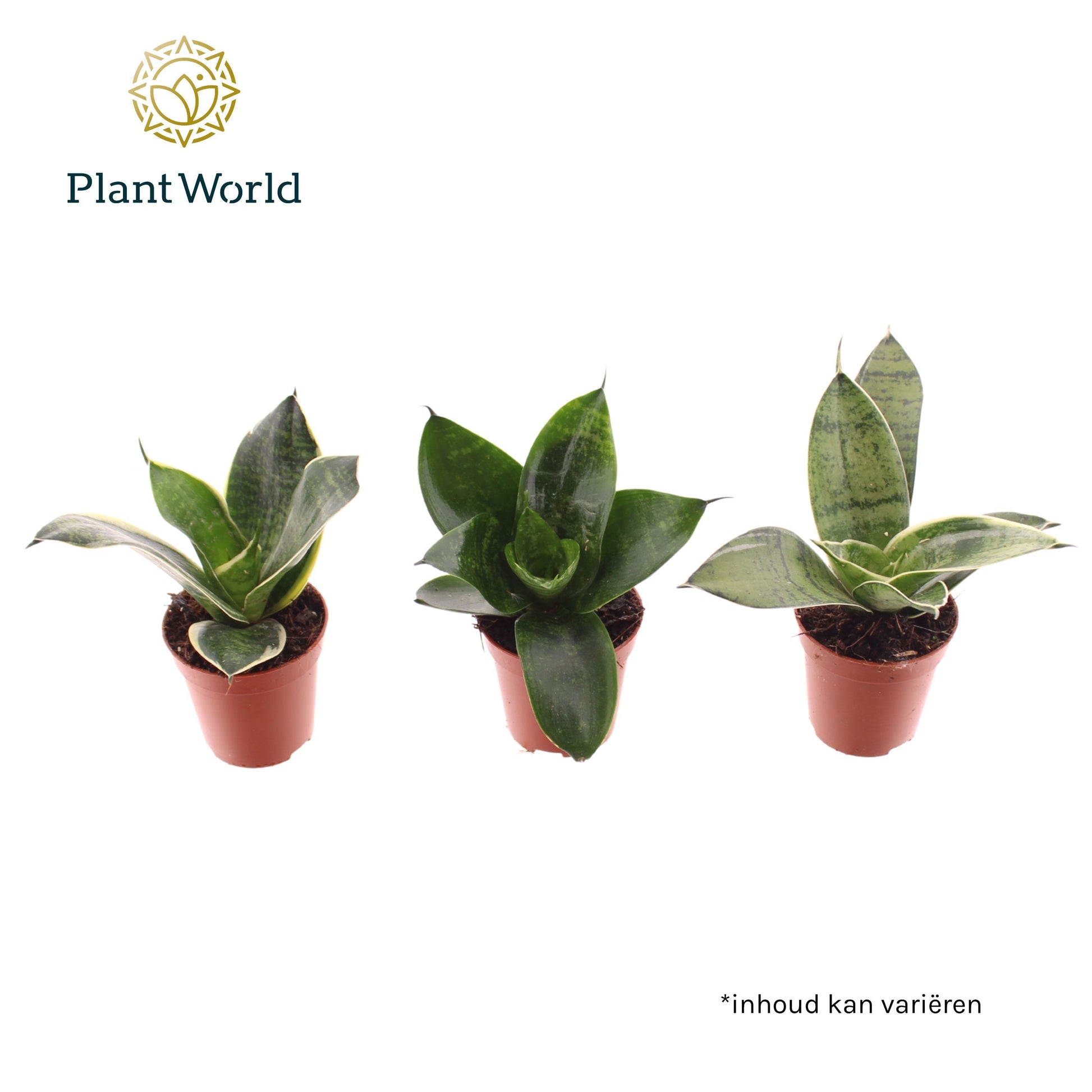 Sansevieria trifasciata 10cm 6cm Pot