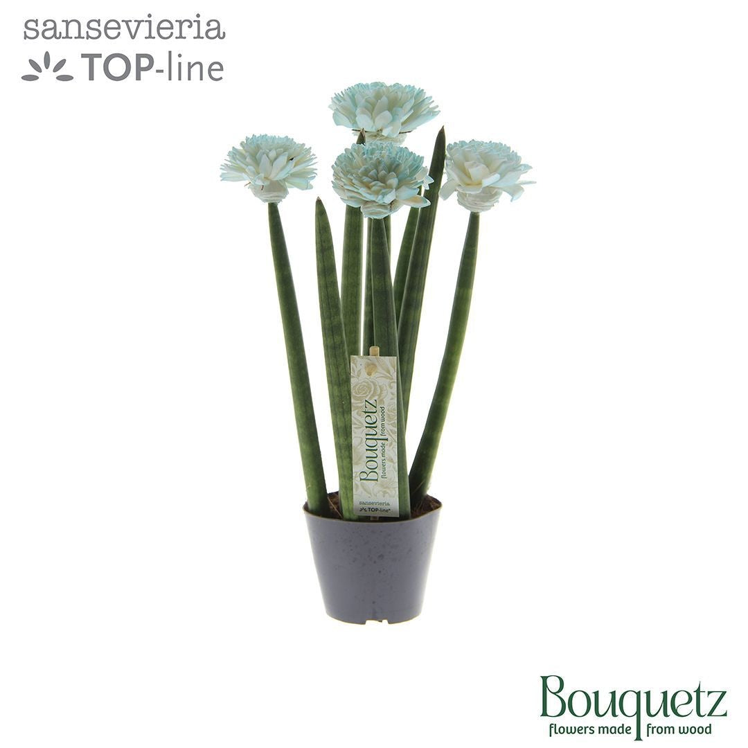 Sansevieria cylindrica 35cm 8.5cm Pot