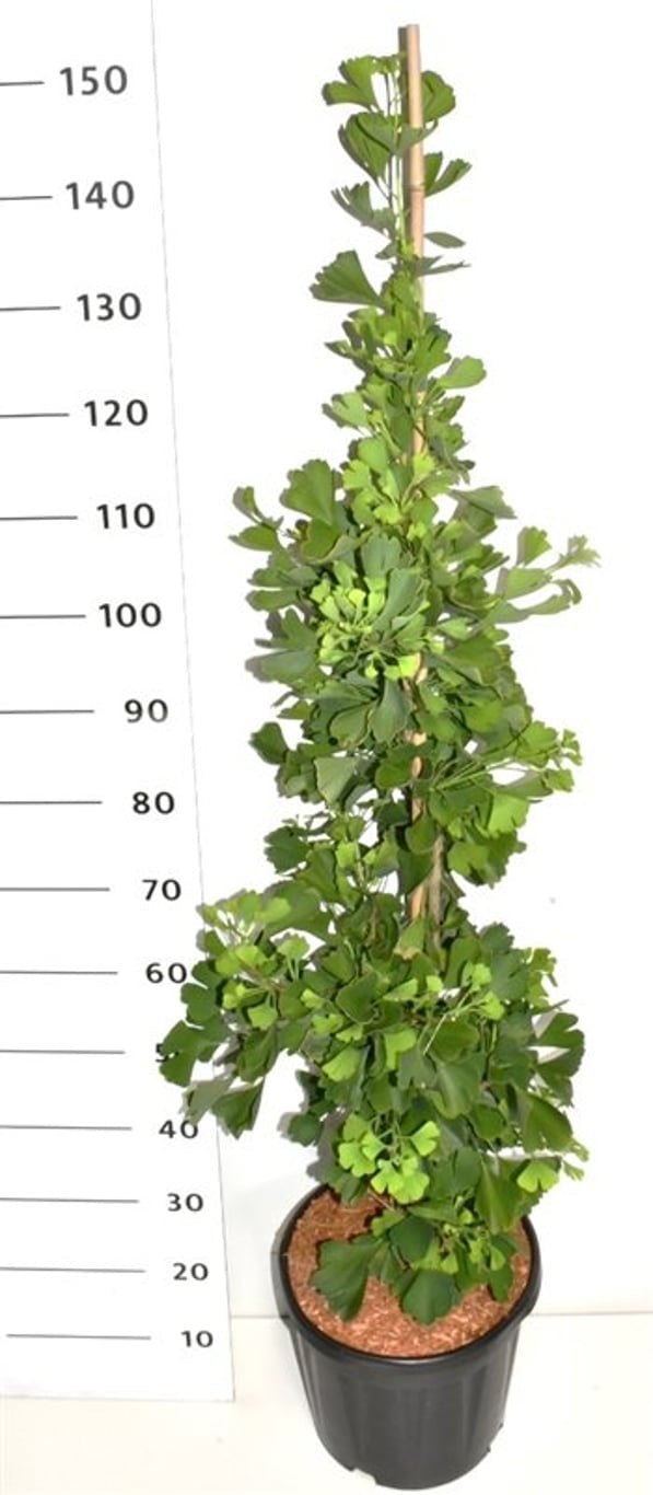 Ginkgo bil. Fast. Blagon 120cm 32cm Pot