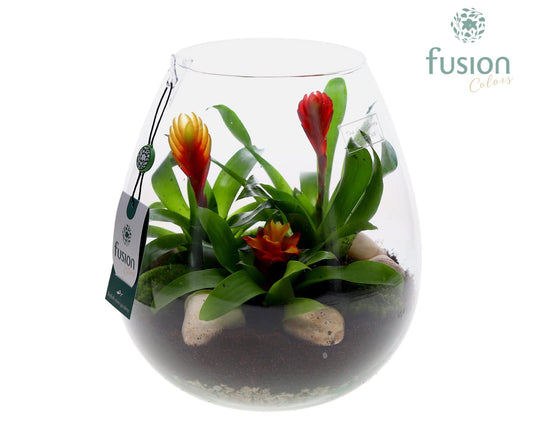 arr. Bromelia 25cm 24cm Pot