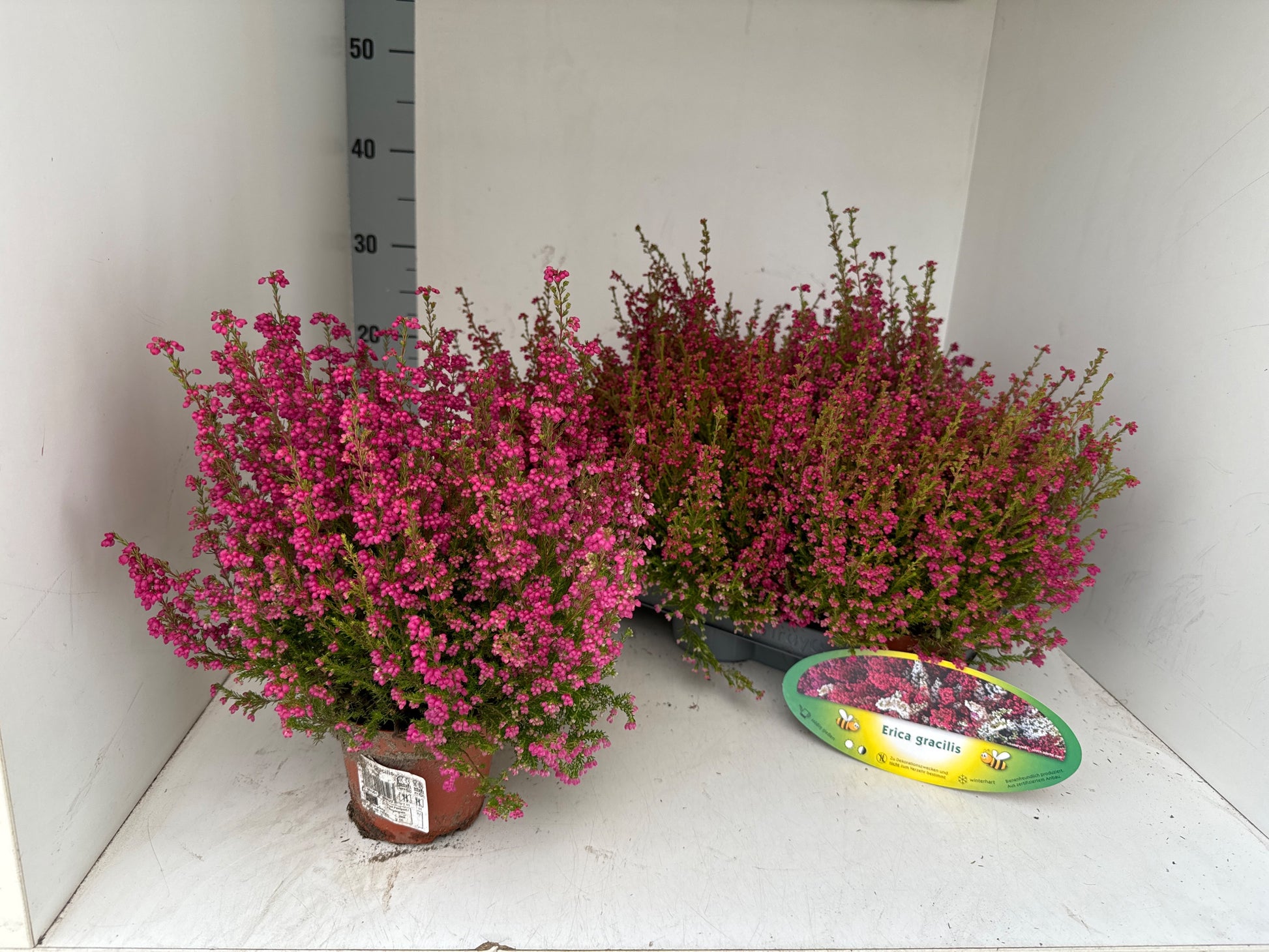 Erica gracilis red 25cm 11cm Pot