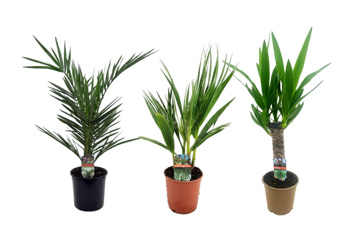 Palms mix 60cm 15cm Pot