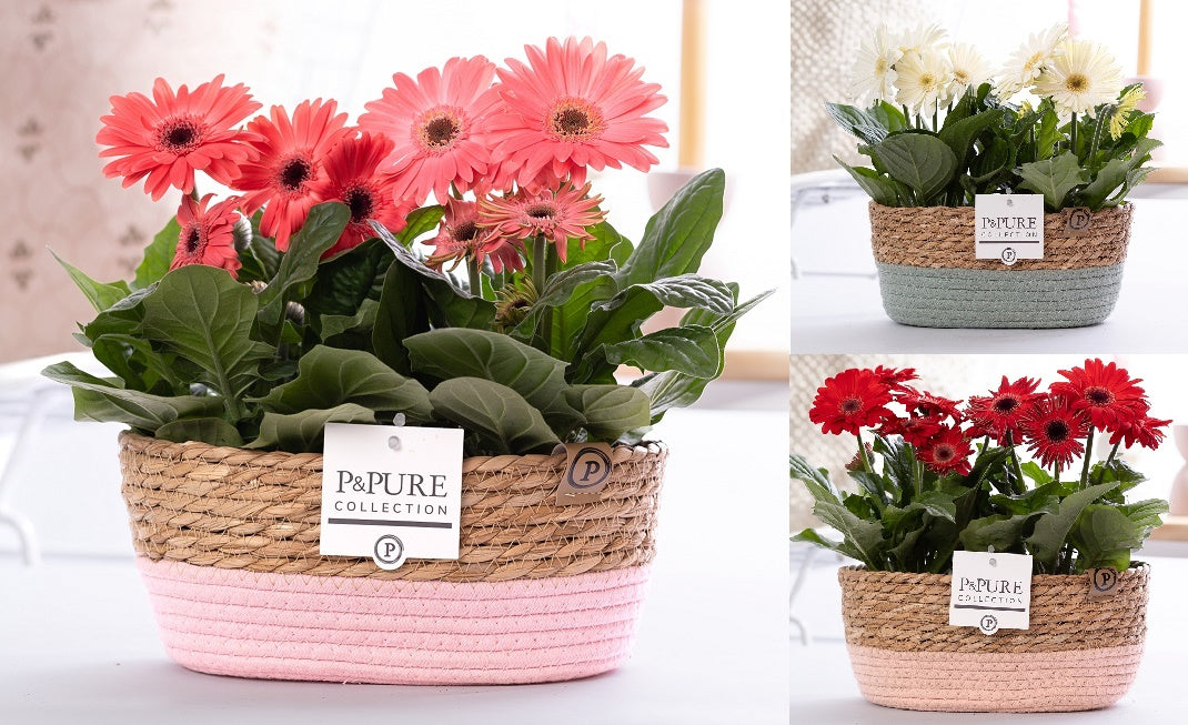 Velden, Firma Freek v.d. Gerbera mix Pack of 4