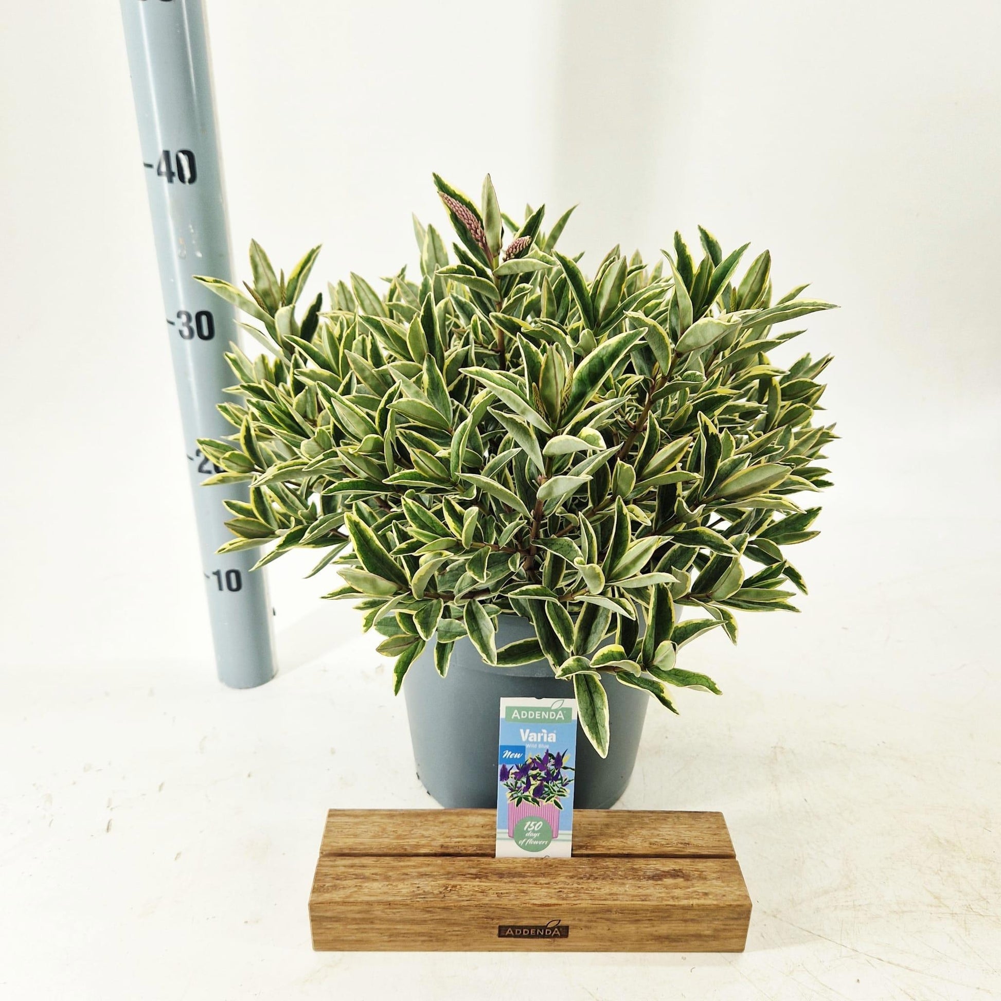 Hebe Celebration 35cm 23cm Pot