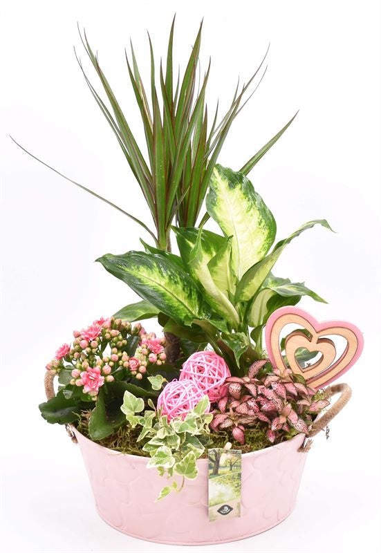 Indoor arrangement 25cm Pot