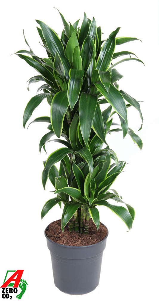 Dracaena frag Arturo 110cm 27cm Pot