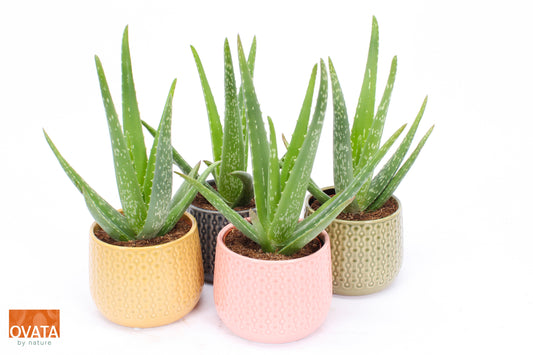 Aloe vera 25cm 15cm Pot