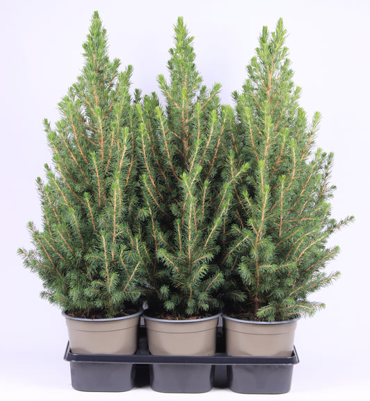 Picea glauca Conica 60cm 15cm Pot
