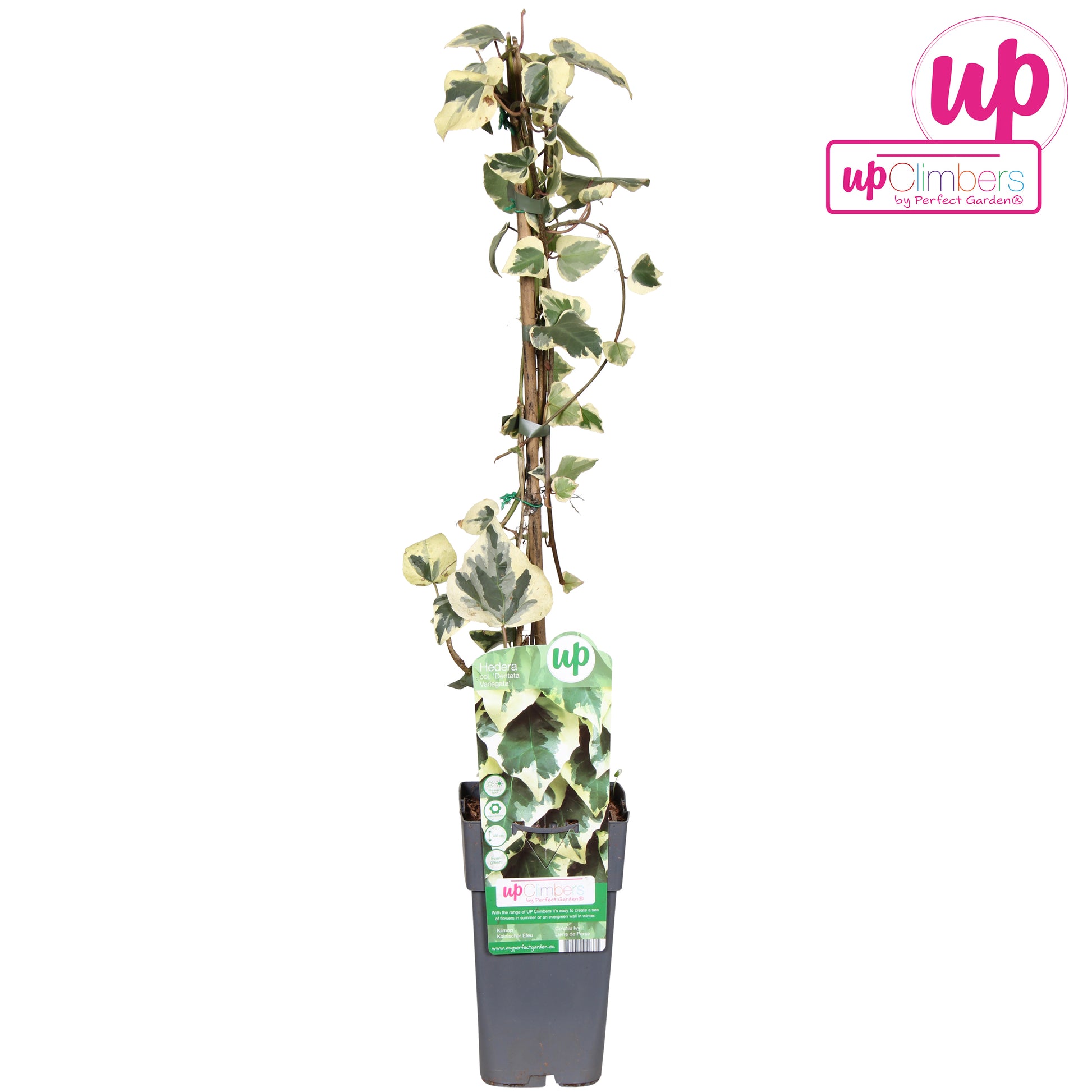 Hedera col. Dentata Variegata 15cm Pot