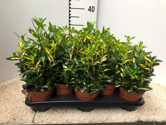 Euonymus Gold Moon 30cm 13cm Pot