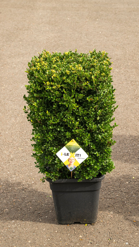 Ilex crenata Dark Green 85cm 34cm Pot