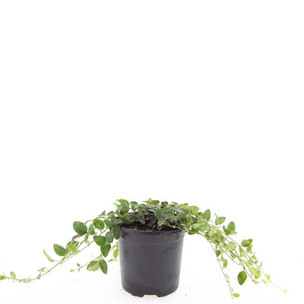 Boer, W.T.M. de Vinca Alba Pack of 8