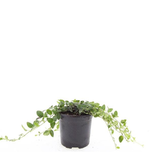Boer, W.T.M. de Vinca Alba Pack of 8