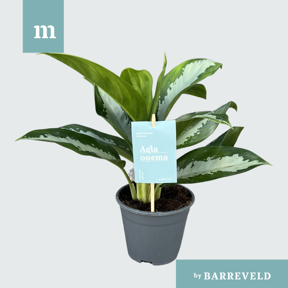 Aglaonema Diamond Bay 40cm 14cm Pot