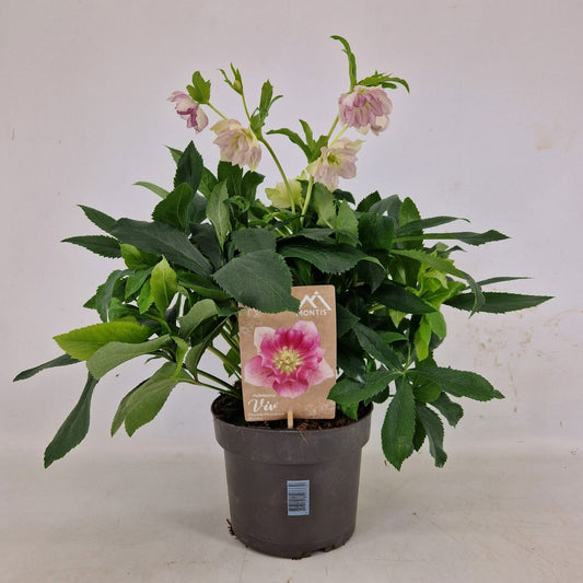 Helleborus orientalis 45cm 19cm Pot